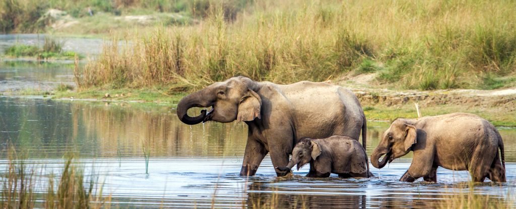 Chitwan National Park tour package by NAMO Nepal Trip, featuring exotic wildlife and lush landscapes.