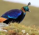 Bird Watching in Nepal – Best Spots for Bird Lovers