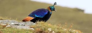 Bird Watching in Nepal – Best Spots for Bird Lovers