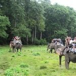 Chitwan National Park Tour – Best Wildlife Safaris